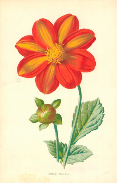 シングルダリア 作： Frederick Edward Hulme