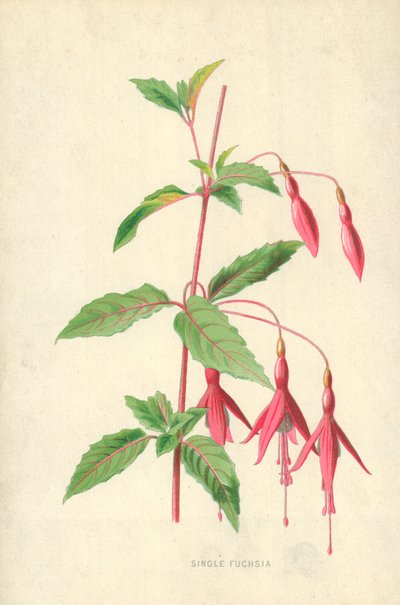 単一フクシア 作： Frederick Edward Hulme