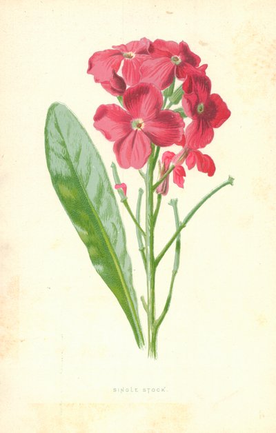 単品 作： Frederick Edward Hulme