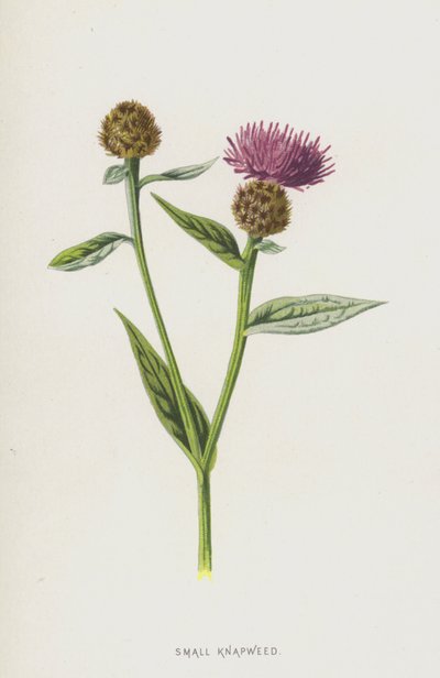 小さなカブトムシ（クロモリト） 作： Frederick Edward Hulme