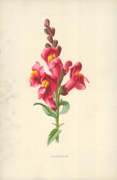 Snapdragon 作： Frederick Edward Hulme
