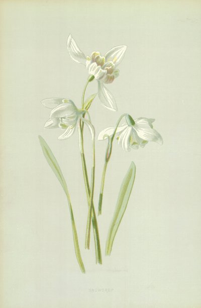 スノードロップ 作： Frederick Edward Hulme