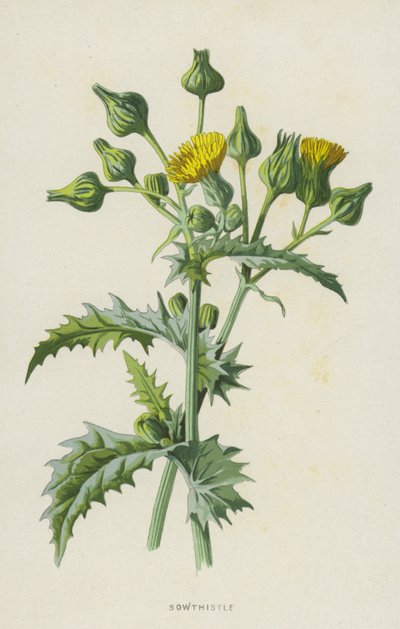 ソウシステル（クロモリト） 作： Frederick Edward Hulme