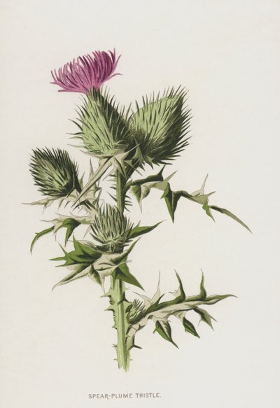 槍羽アザミ（クロモリト） 作： Frederick Edward Hulme