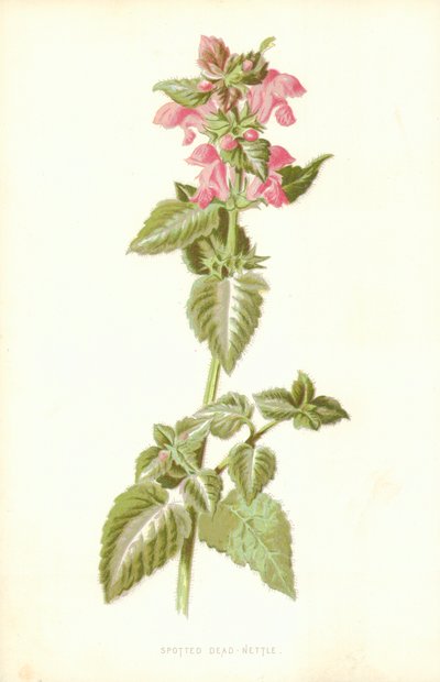 斑点死んだイラクサ 作： Frederick Edward Hulme