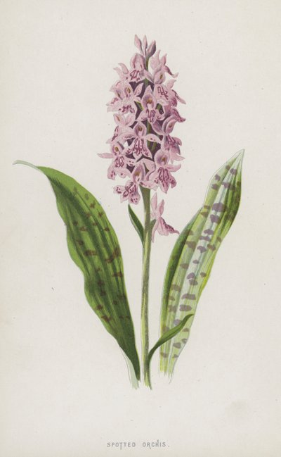 斑点のある蘭（chromolitho） 作： Frederick Edward Hulme