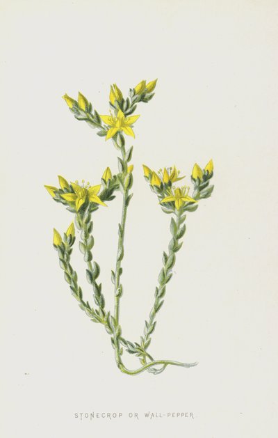 StonecropまたはWall-Pepper（chromolitho） 作： Frederick Edward Hulme