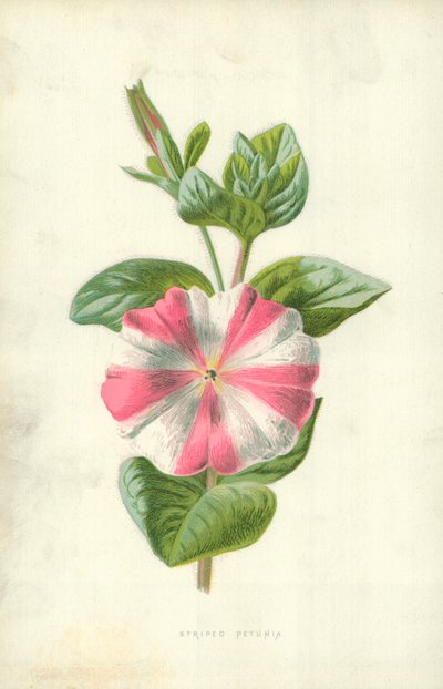 縞模様のペチュニア 作： Frederick Edward Hulme