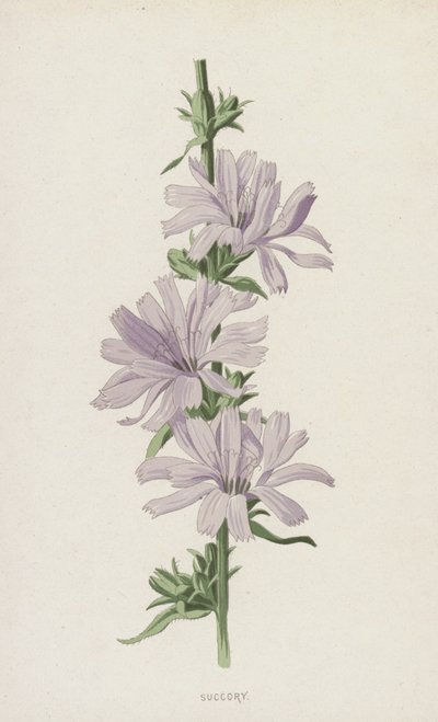 サッコリー（クロモリト） 作： Frederick Edward Hulme