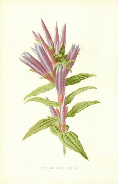 スワローワートジェンティアン 作： Frederick Edward Hulme