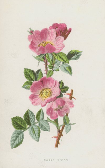 Sweet-Briar（クロモリト） 作： Frederick Edward Hulme