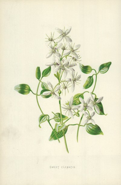 甘いクレマチス 作： Frederick Edward Hulme