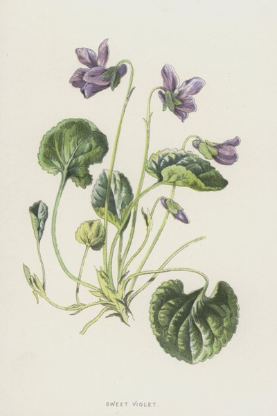 甘い紫（クロモリト） 作： Frederick Edward Hulme