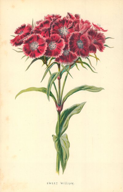 甘いウィリアム 作： Frederick Edward Hulme