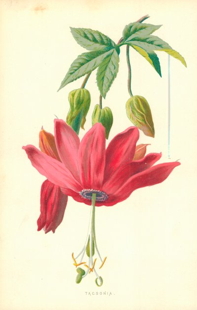 分類 作： Frederick Edward Hulme