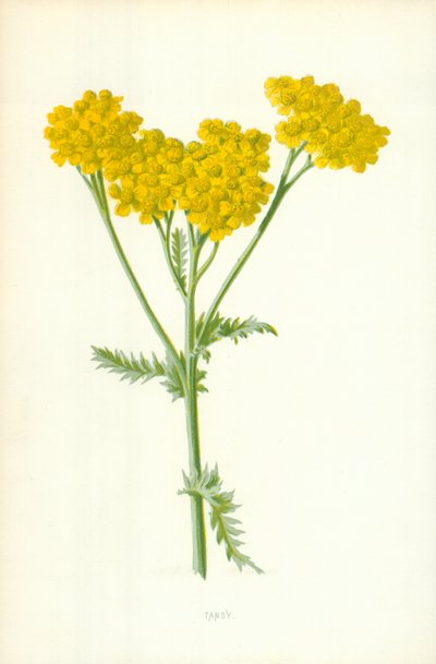 タンジー 作： Frederick Edward Hulme