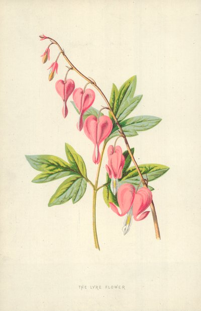ライアフラワー 作： Frederick Edward Hulme