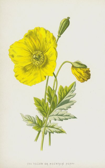 黄色または山ケシ（クロモリト） 作： Frederick Edward Hulme