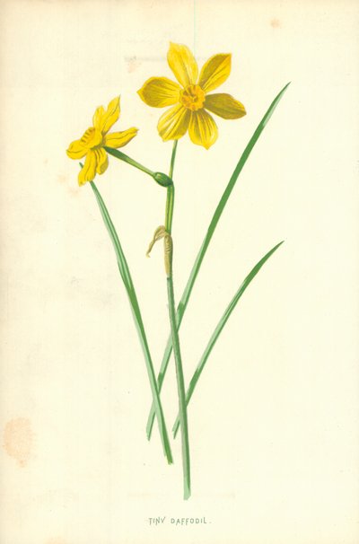 小さな水仙 作： Frederick Edward Hulme