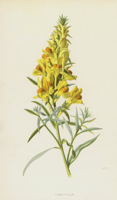 ヒキガエル亜麻（クロモリト） 作： Frederick Edward Hulme