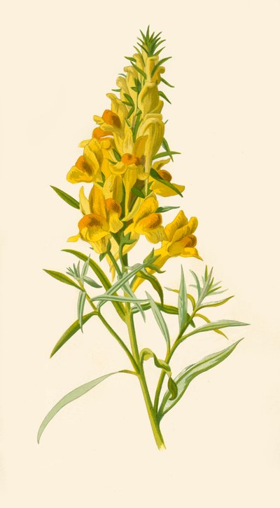 Toadflax、1877。 作： Frederick Edward Hulme
