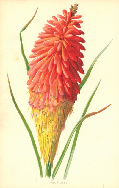 トーチリリー 作： Frederick Edward Hulme