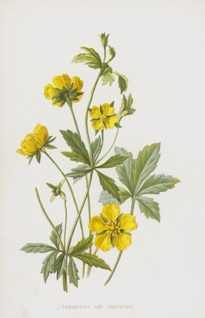 トルメンチルとチンクエホイル（クロモリト） 作： Frederick Edward Hulme