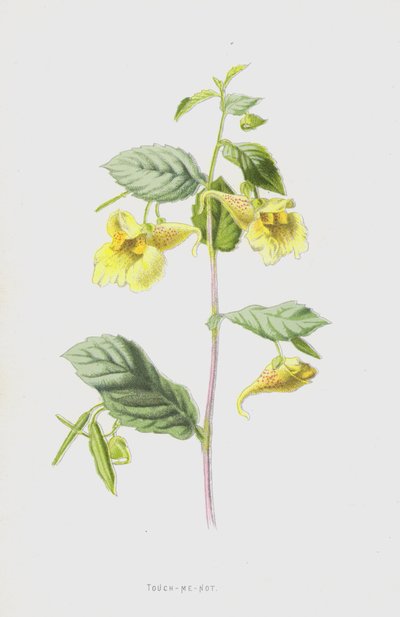 Touch-Me-Not（chromolitho） 作： Frederick Edward Hulme