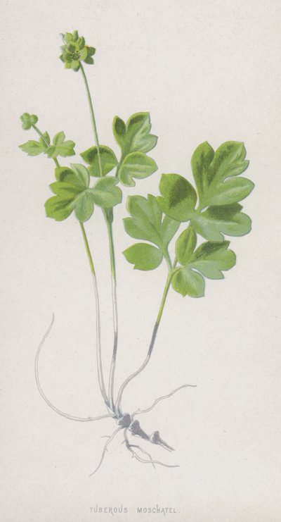塊状モシャテル（クロモリト） 作： Frederick Edward Hulme