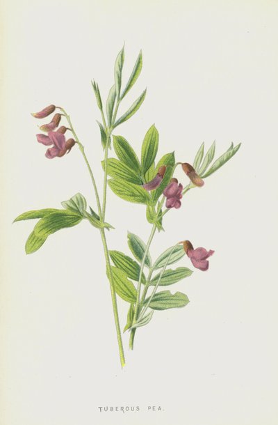 塊茎エンドウ（クロモリト） 作： Frederick Edward Hulme