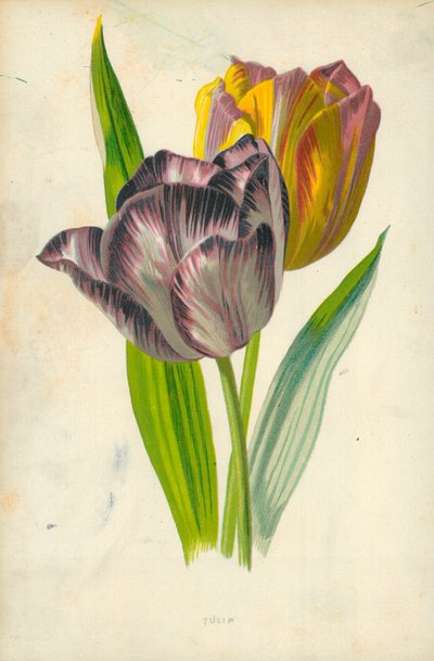 チューリップ 作： Frederick Edward Hulme