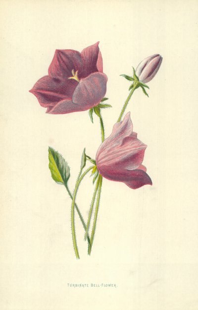 タービン型ベルフラワー 作： Frederick Edward Hulme