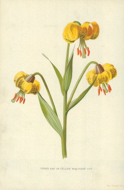 タークの帽子または黄色のマルタゴンリリー 作： Frederick Edward Hulme