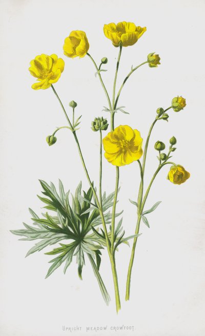 直立草原クロウフット（クロモリト） 作： Frederick Edward Hulme