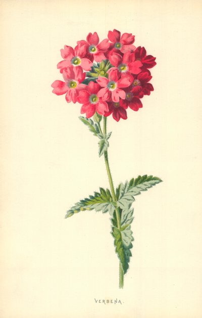 バーベナ 作： Frederick Edward Hulme