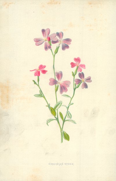 バージニア株式 作： Frederick Edward Hulme
