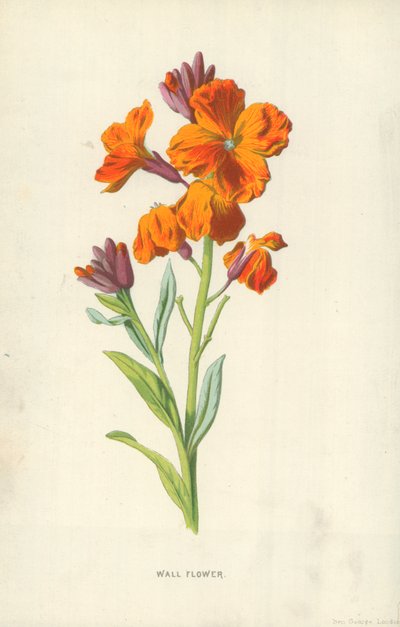 ウォールフラワー 作： Frederick Edward Hulme