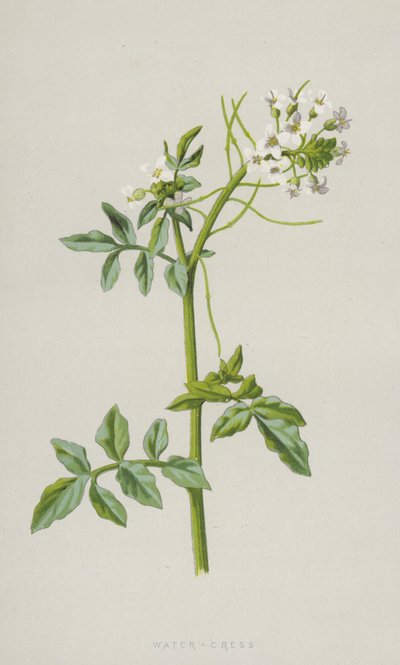 ウォータークレス（クロモリト） 作： Frederick Edward Hulme