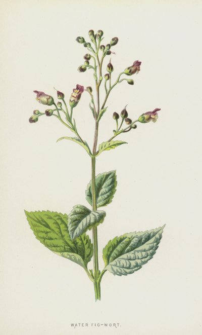 イチジク麦汁（クロモリト） 作： Frederick Edward Hulme