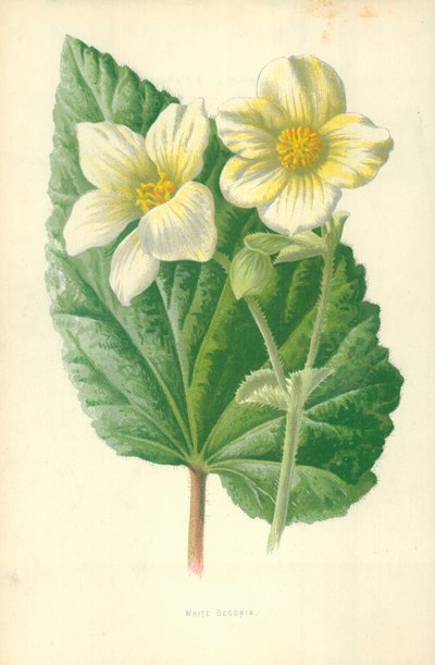 ホワイトベゴニア 作： Frederick Edward Hulme