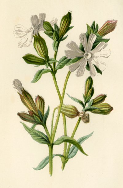 ホワイトカンピオン、1877年。 作： Frederick Edward Hulme