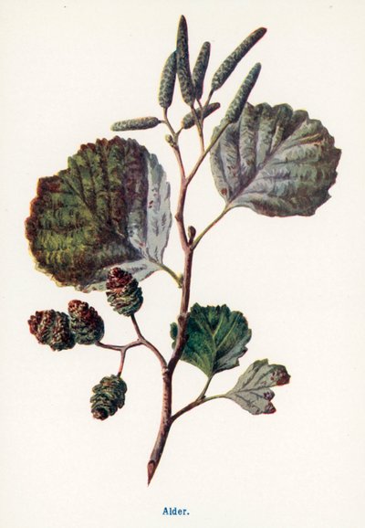  作： Frederick Edward Hulme