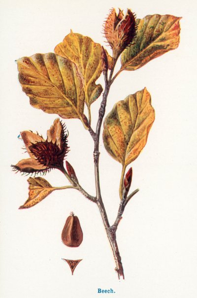  作： Frederick Edward Hulme