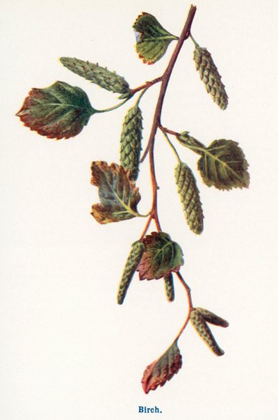  作： Frederick Edward Hulme