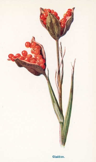  作： Frederick Edward Hulme