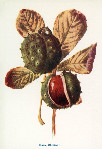  作： Frederick Edward Hulme