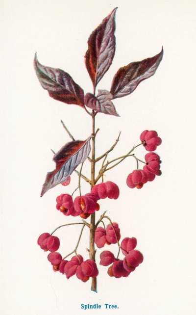  作： Frederick Edward Hulme