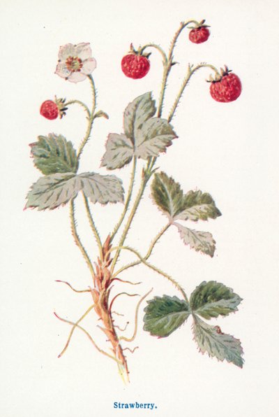  作： Frederick Edward Hulme