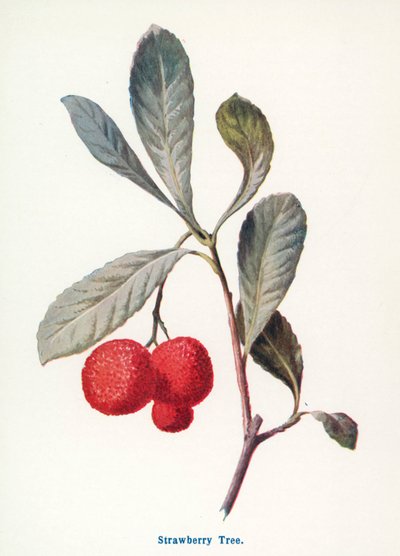 作： Frederick Edward Hulme
