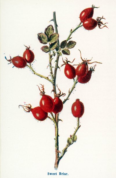  作： Frederick Edward Hulme